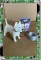 CDS-EVERYTHINGELSE-MINIATURE MAGGIE SET